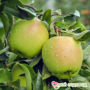 Яблоко-груша Голден Делишес в Апрелевкае